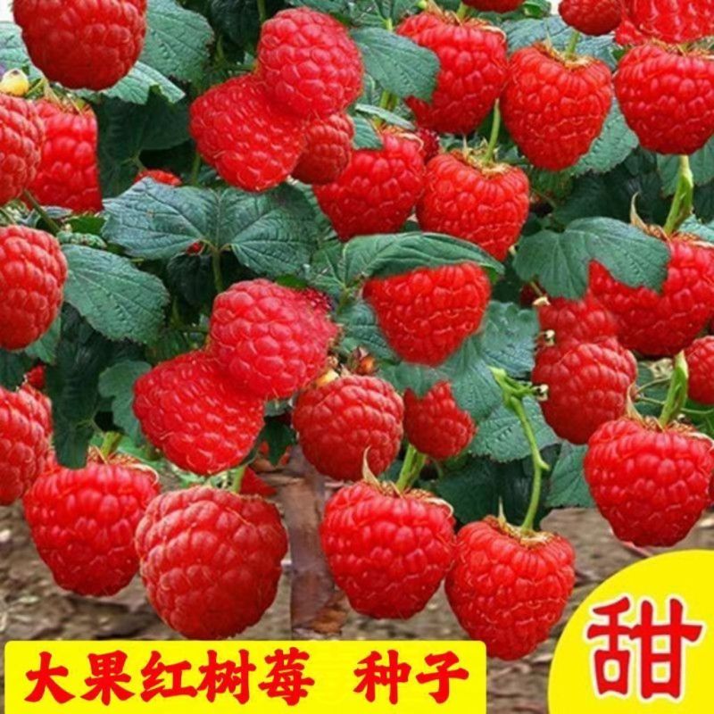 树莓苗双季覆盆子果树苗盆栽地栽南北方种植当年结果红黄黑树