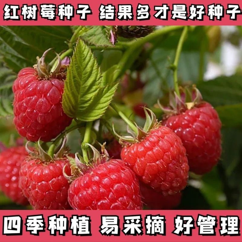 树莓苗双季覆盆子果树苗盆栽地栽南北方种植当年结果红黄黑树