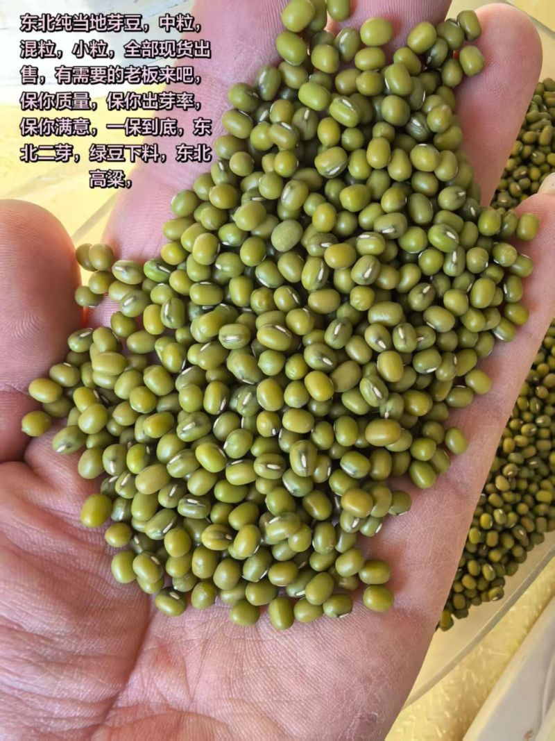 纯东北绿豆芽豆