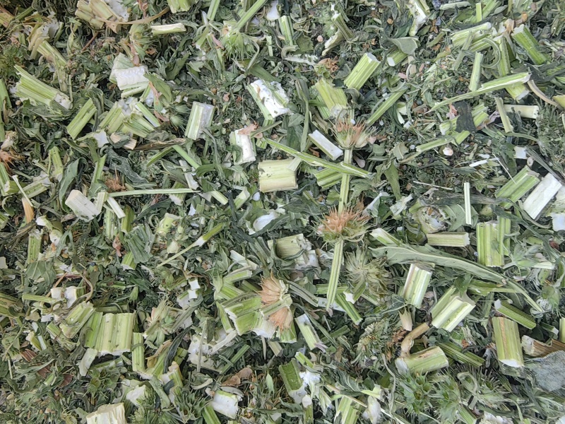 益母草干活四吨左右