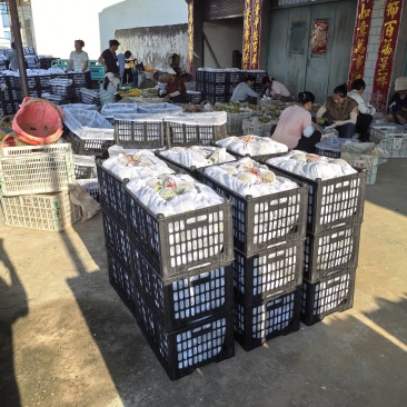 湖北宜城脆冠梨已大量上市，口感无渣，脆甜