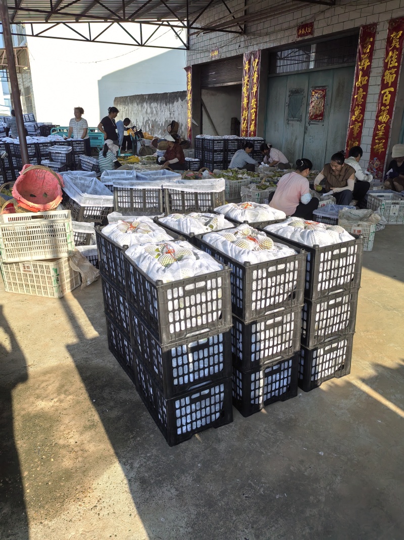 湖北宜城脆冠梨已大量上市，口感无渣，脆甜