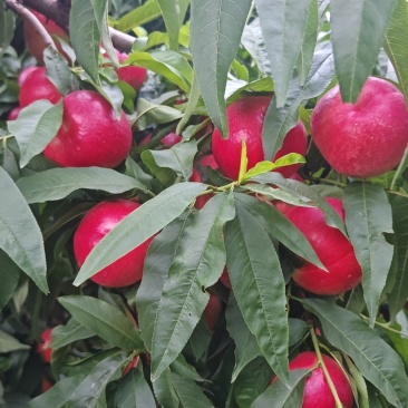 中油20甜桃