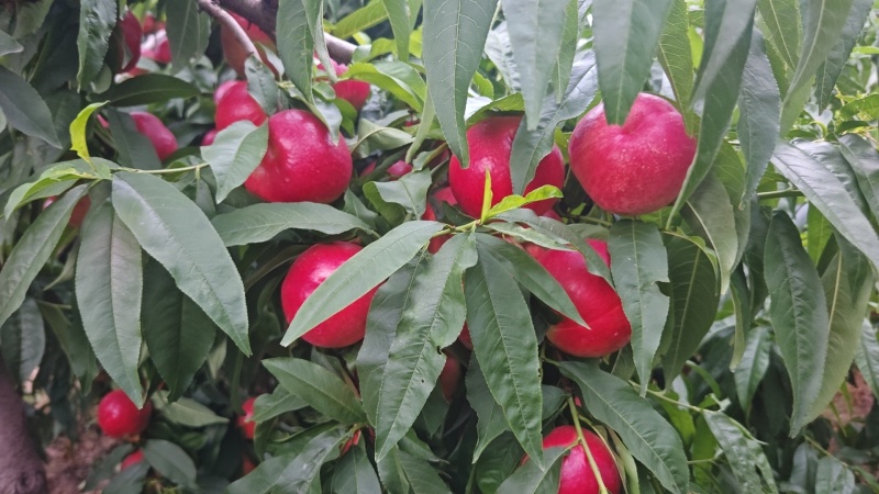 中油20甜桃