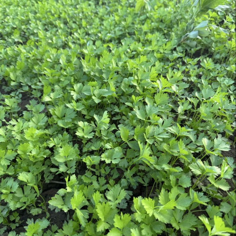优质芹菜苗！需要电联***********.