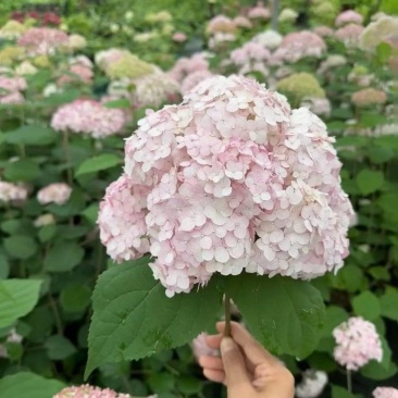 云南木绣球花小苗
