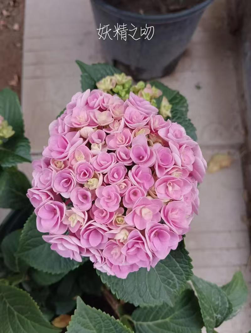 云南木绣球花小苗