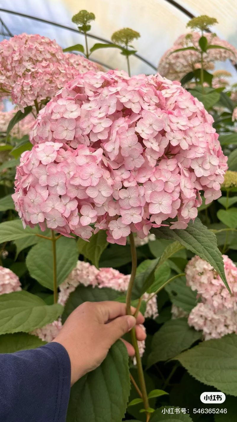 云南木绣球花小苗