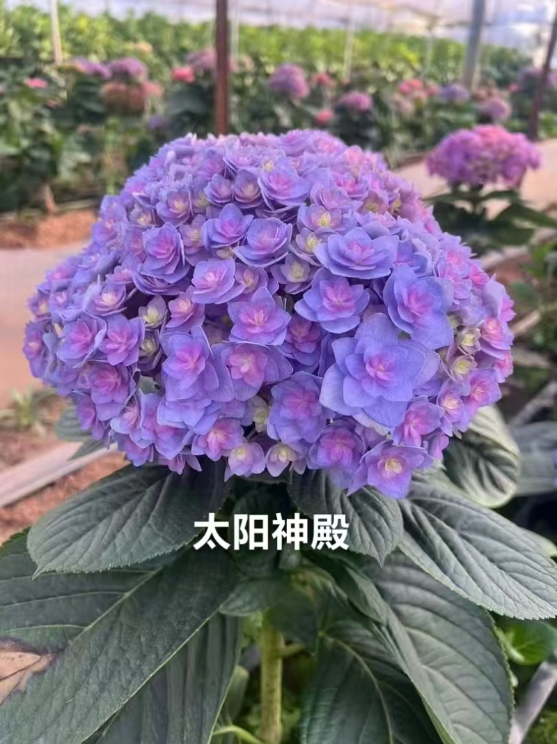 云南木绣球花小苗