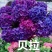 云南木绣球花小苗