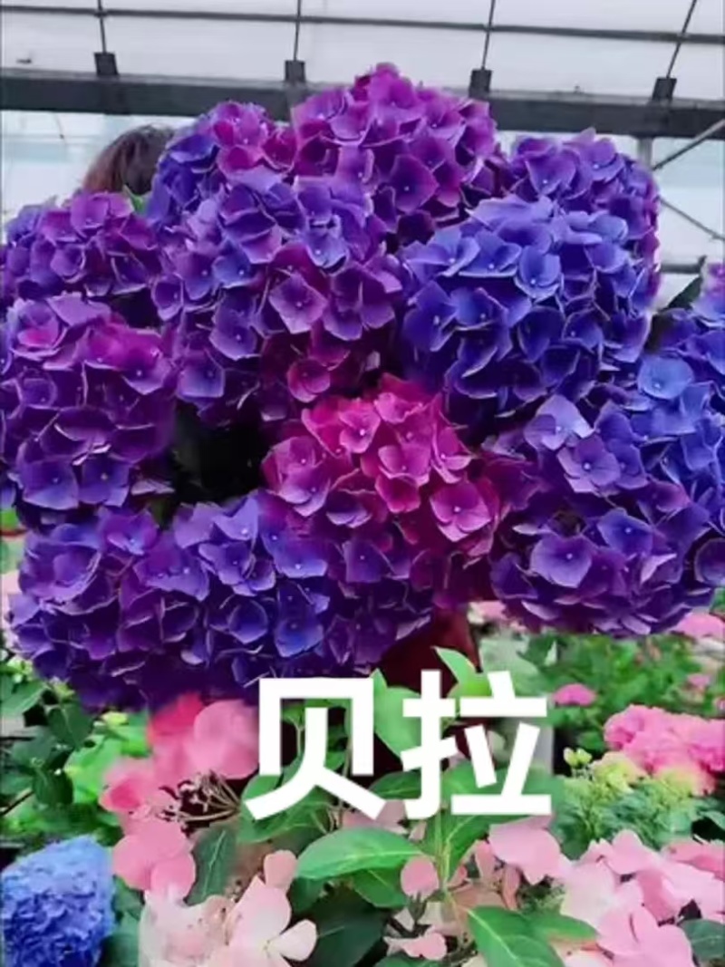 云南木绣球花小苗