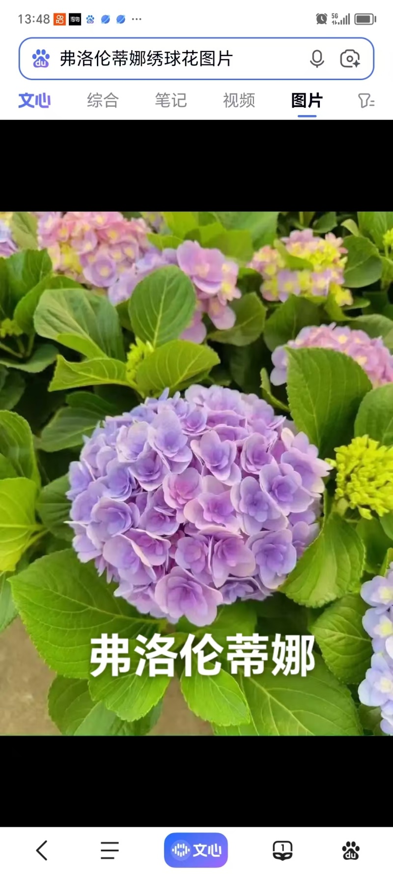 云南木绣球花小苗