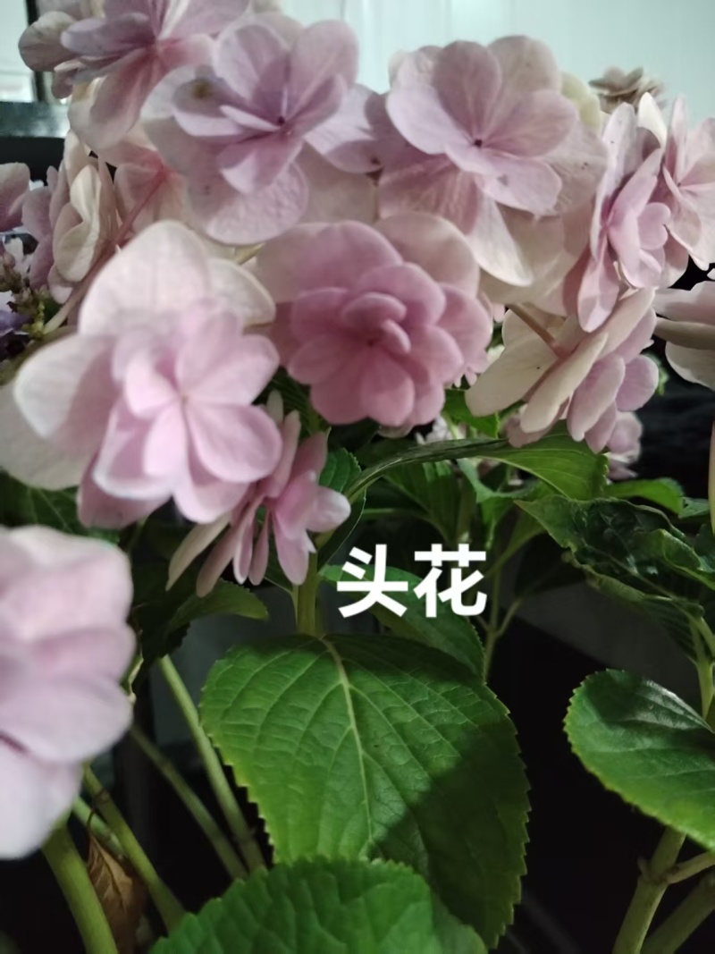 云南木绣球花小苗