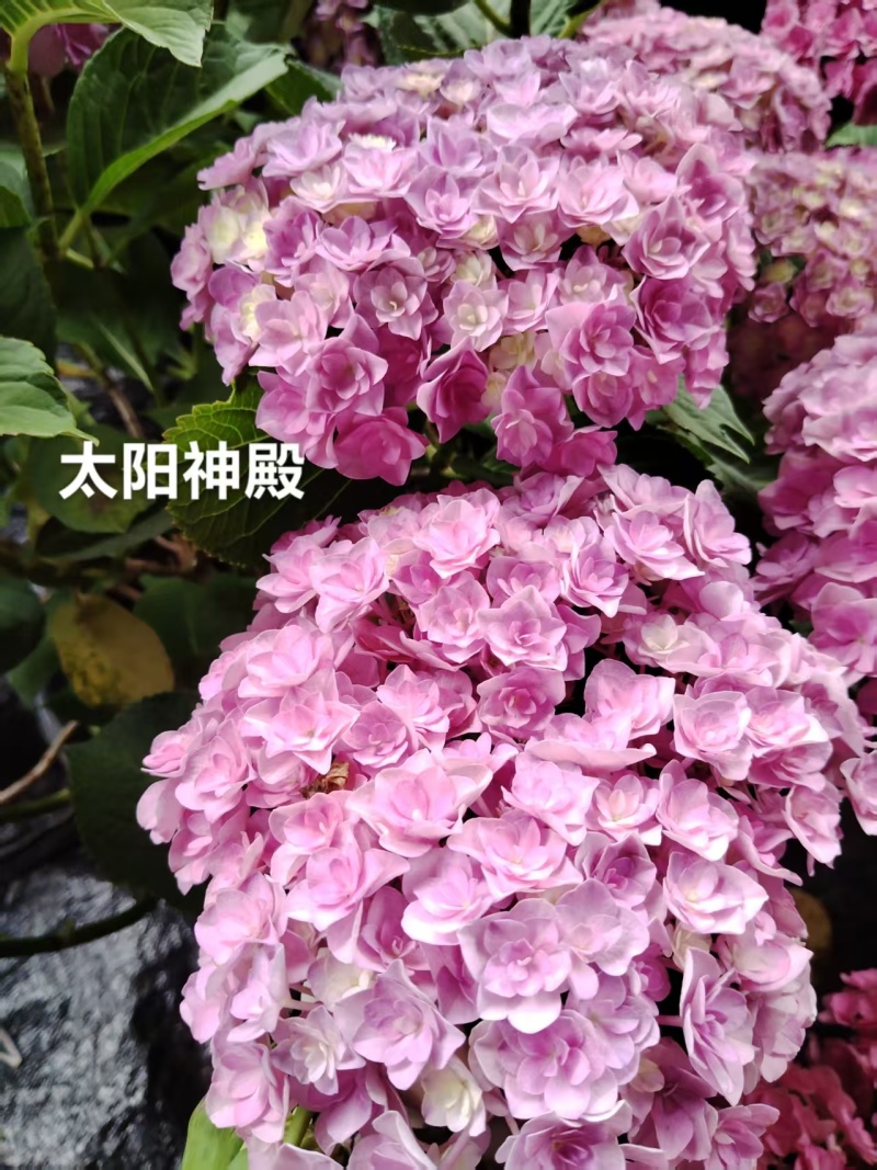 云南木绣球花小苗