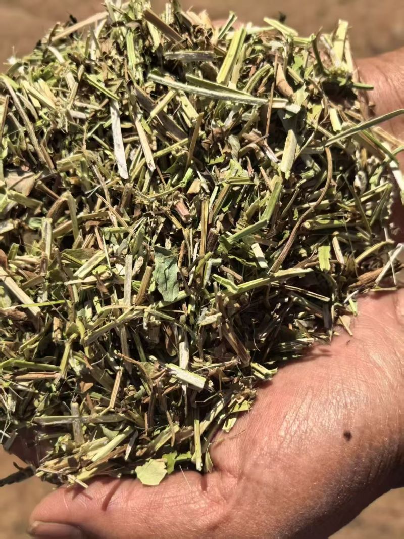 优质花生秧饲养原料