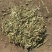 优质花生秧饲养原料