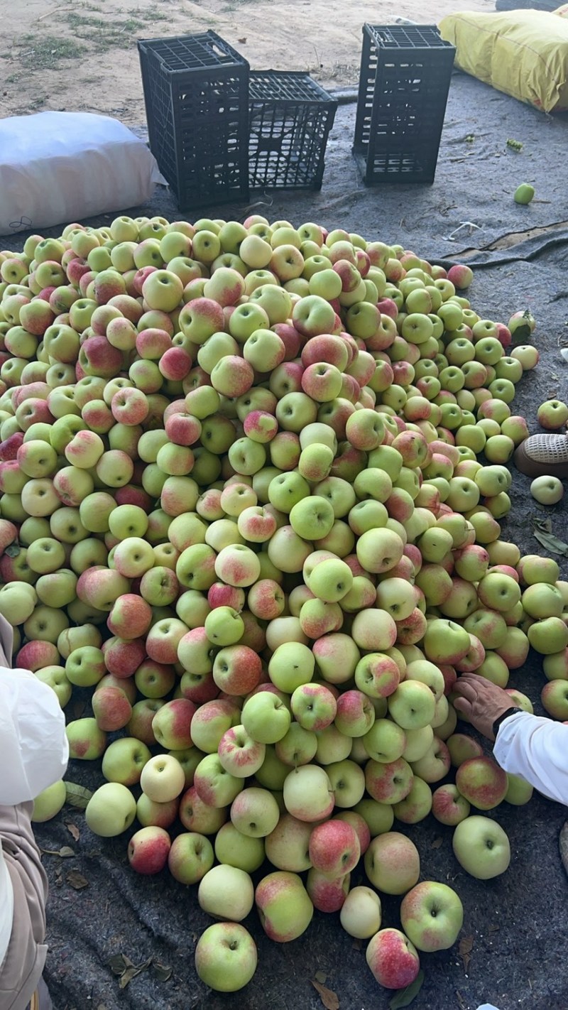 苹果基地华硕美八鲁丽