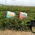 大量元素水溶高钾型12-8-40+TE膨果迅速