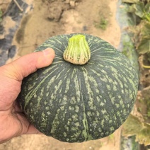 精品板栗南瓜，艾比斯