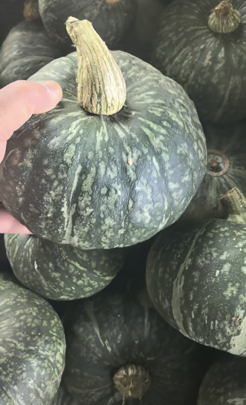 精品板栗南瓜，艾比斯
