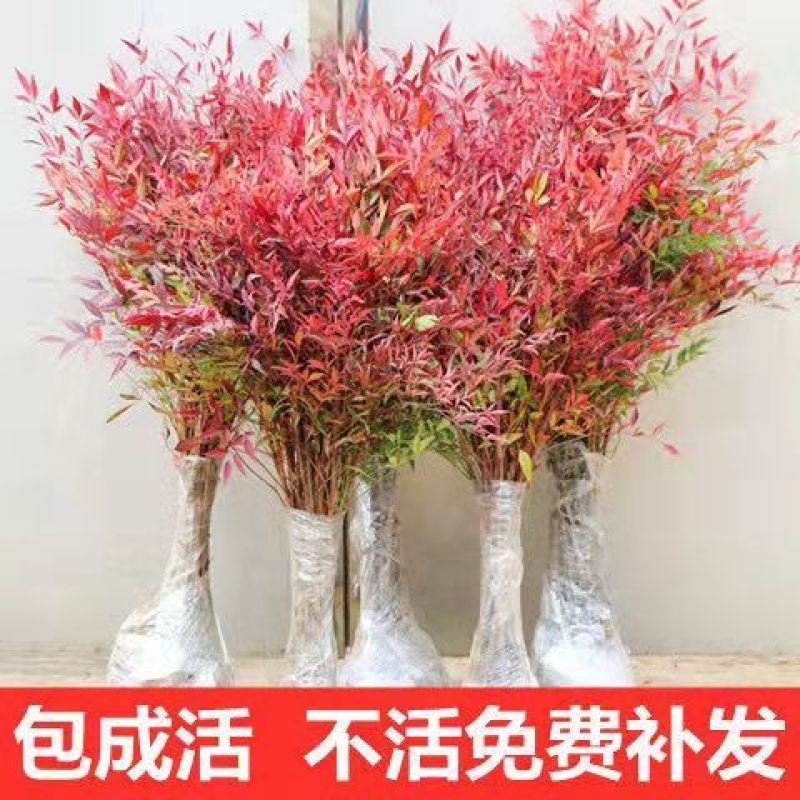 变色火焰南天竹树苗盆栽红天竹观叶庭院室内耐寒耐热绿植绿化