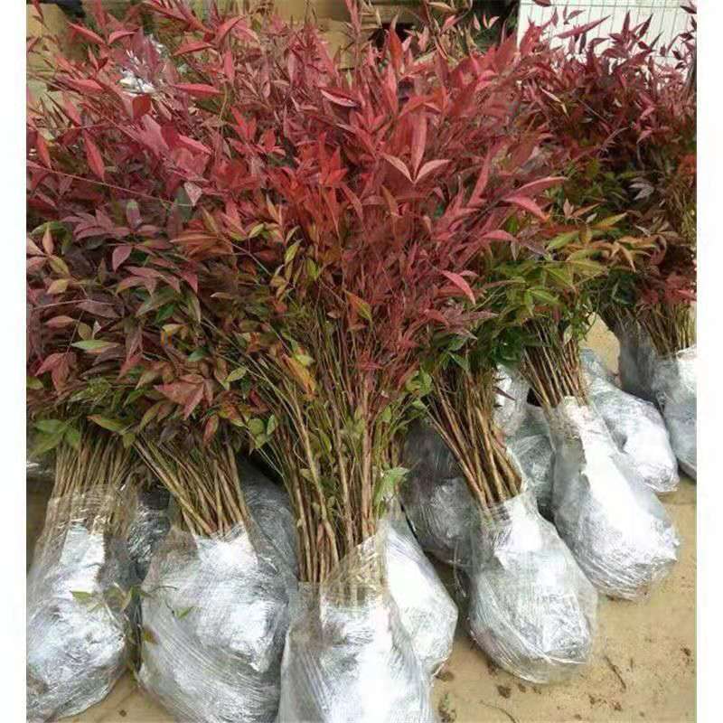 变色火焰南天竹树苗盆栽红天竹观叶庭院室内耐寒耐热绿植绿化