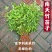 变色火焰南天竹树苗盆栽红天竹观叶庭院室内耐寒耐热绿植绿化