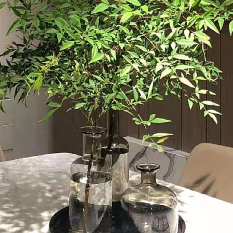 变色火焰南天竹树苗盆栽红天竹观叶庭院室内耐寒耐热绿植绿化