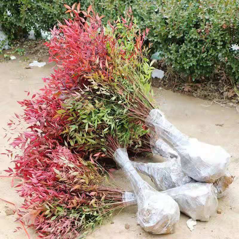 变色火焰南天竹树苗盆栽红天竹观叶庭院室内耐寒耐热绿植绿化