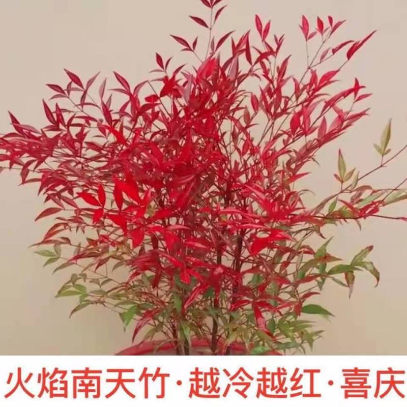 变色火焰南天竹树苗盆栽红天竹观叶庭院室内耐寒耐热绿植绿化