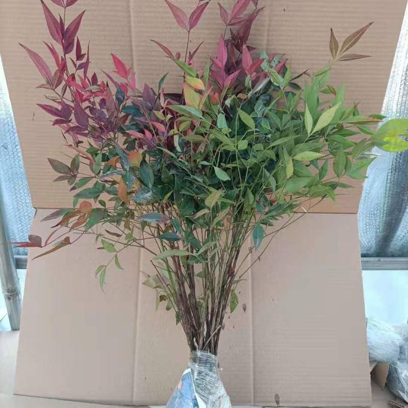 变色火焰南天竹树苗盆栽红天竹观叶庭院室内耐寒耐热绿植绿化