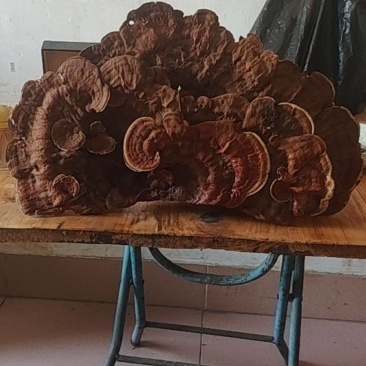 野生赤灵芝