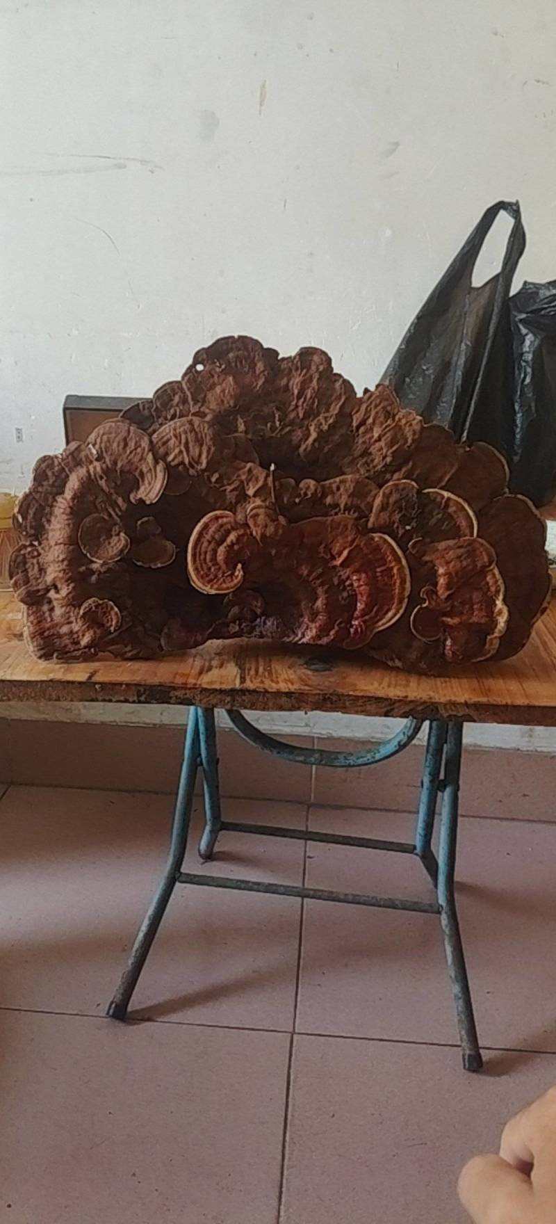 野生赤灵芝