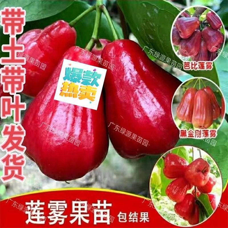 广东发货果树苗嫁接莲雾果树苗黑金刚莲雾苗大叶红带土带叶发