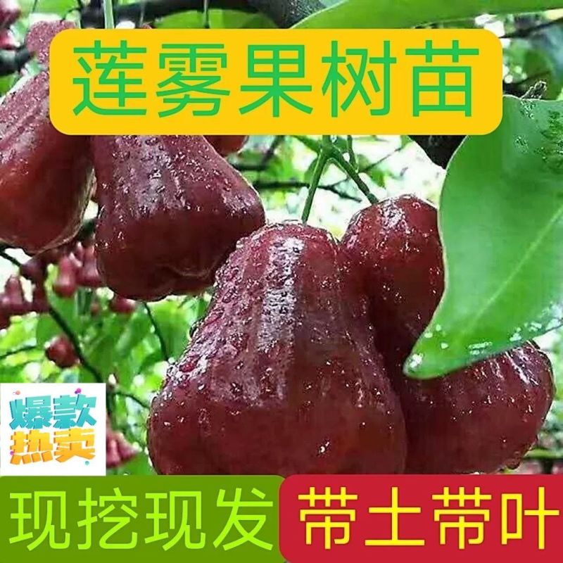 广东发货果树苗嫁接莲雾果树苗黑金刚莲雾苗大叶红带土带叶发