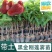 广东发货果树苗嫁接莲雾果树苗黑金刚莲雾苗大叶红带土带叶发