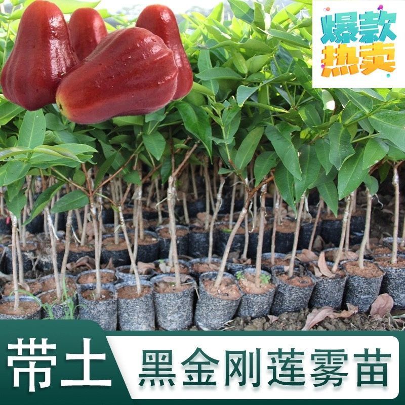 广东发货果树苗嫁接莲雾果树苗黑金刚莲雾苗大叶红带土带叶发