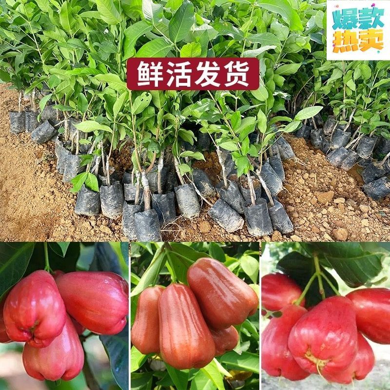 广东发货果树苗嫁接莲雾果树苗黑金刚莲雾苗大叶红带土带叶发