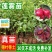 广东发货果树苗嫁接莲雾果树苗黑金刚莲雾苗大叶红带土带叶发