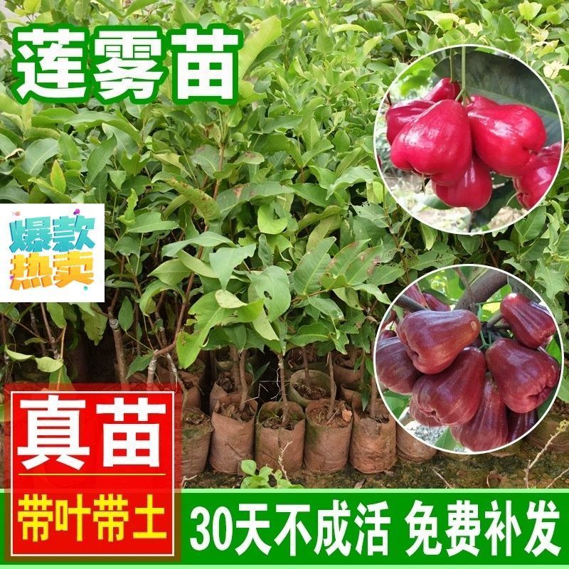 广东发货果树苗嫁接莲雾果树苗黑金刚莲雾苗大叶红带土带叶发