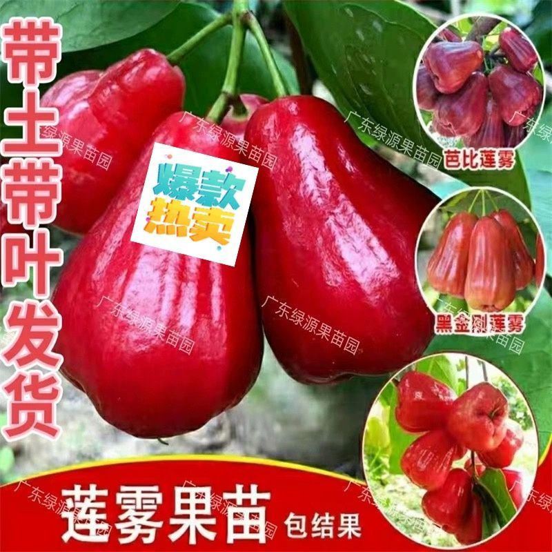 广东发货果树苗嫁接莲雾果树苗黑金刚莲雾苗大叶红带土带叶发