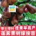 广东发货果树苗嫁接莲雾果树苗黑金刚莲雾苗大叶红带土带叶发