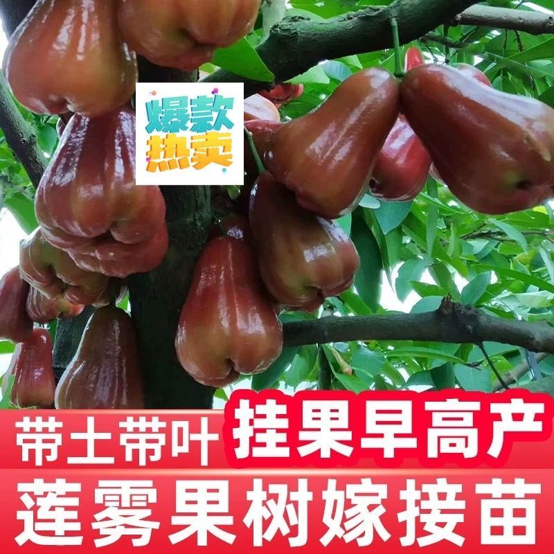 广东发货果树苗嫁接莲雾果树苗黑金刚莲雾苗大叶红带土带叶发