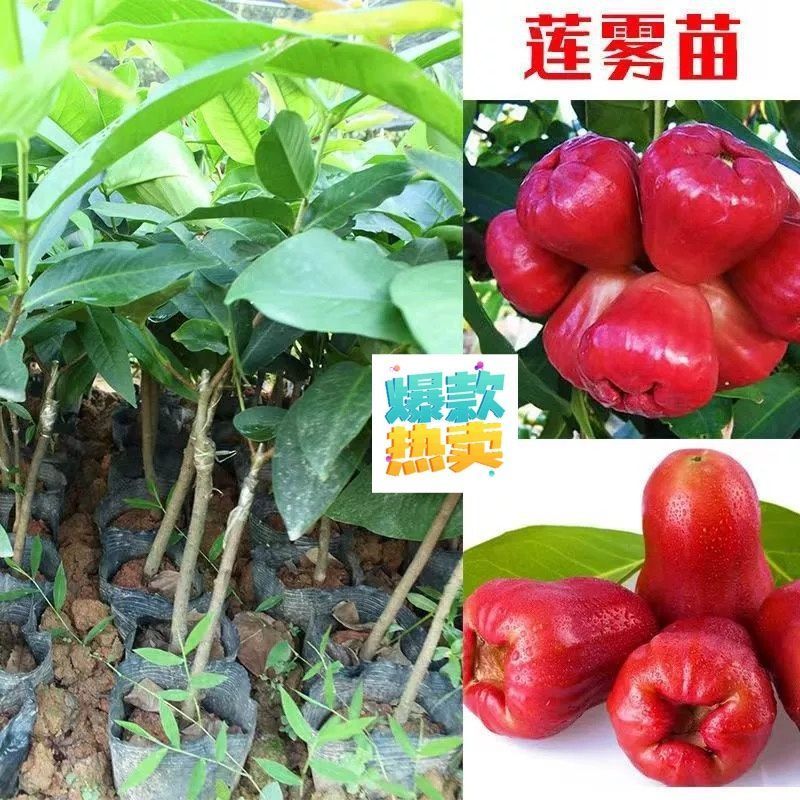 广东发货果树苗嫁接莲雾果树苗黑金刚莲雾苗大叶红带土带叶发