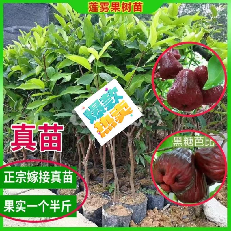 广东发货果树苗嫁接莲雾果树苗黑金刚莲雾苗大叶红带土带叶发