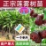 广东发货果树苗嫁接莲雾果树苗黑金刚莲雾苗大叶红带土带叶发