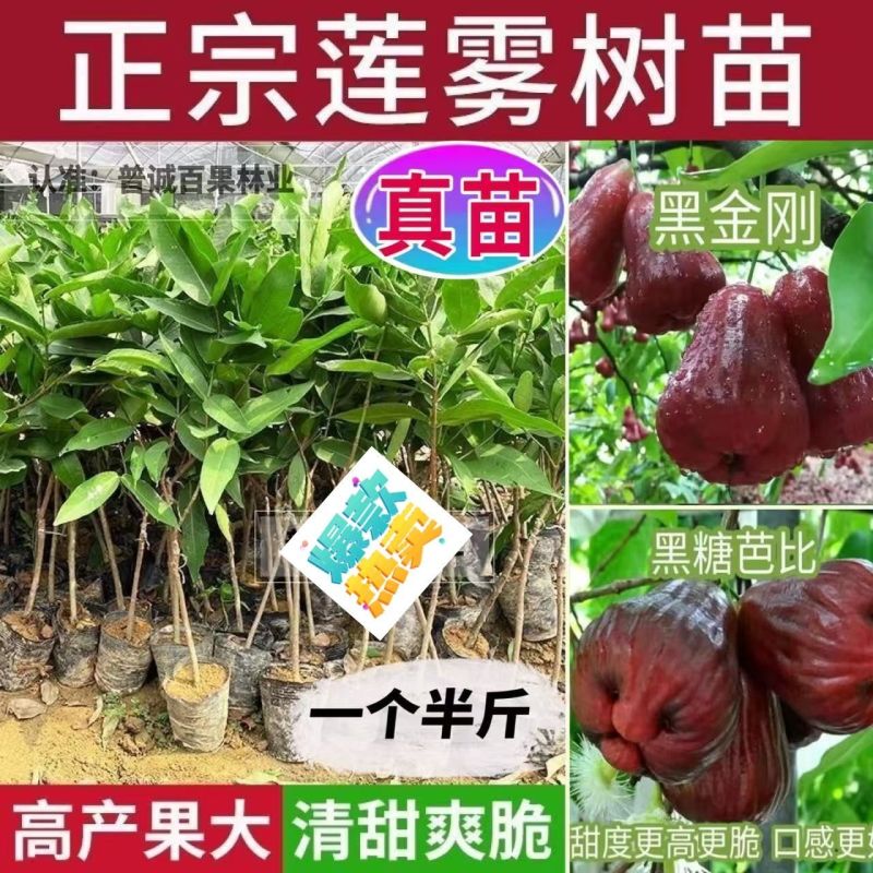 广东发货果树苗嫁接莲雾果树苗黑金刚莲雾苗大叶红带土带叶发