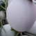 玉菇甜瓜大量上市，产地直发