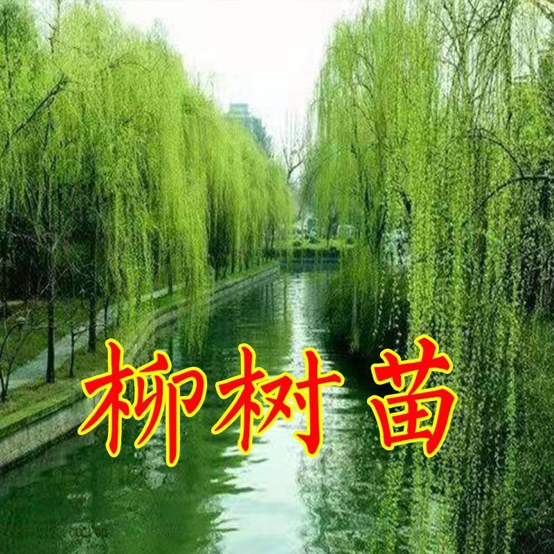 青柳柳树树苗黄金柳青柳直柳树苗公园绿化行道树风景树苗柳树