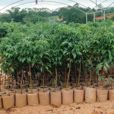 荔枝树苗无核，冰荔，仙进奉，妃子笑，仙桃荔，三月红，灵荔
